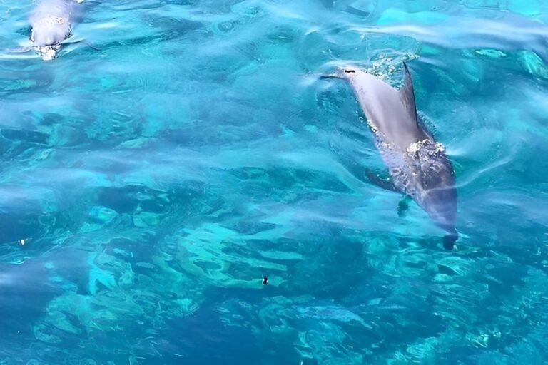 dolphin