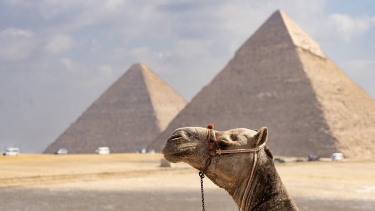 camel-7897974_1280